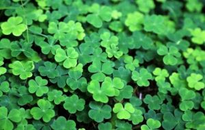 St Patrick’s Day – closed